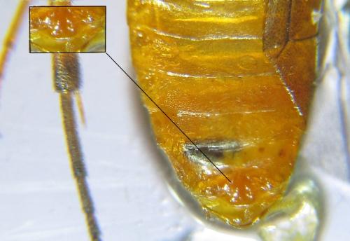 Euura gracilidentata