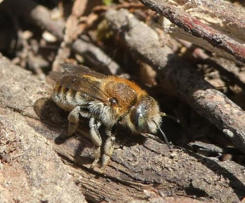 Trachusa byssina