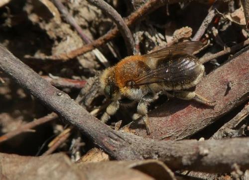 Trachusa byssina