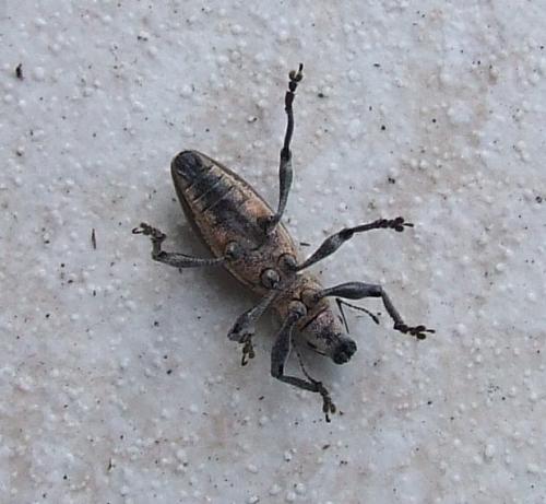 Brachyderes lusitanicus