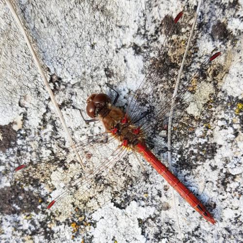 Sympetrum striolatum