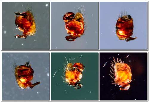 Porrhomma sp.