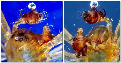 Porrhomma sp.