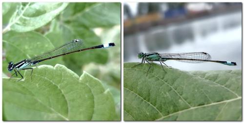Ischnura elegans