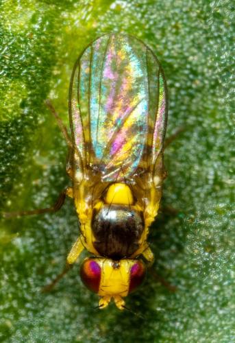 Liriomyza sp.