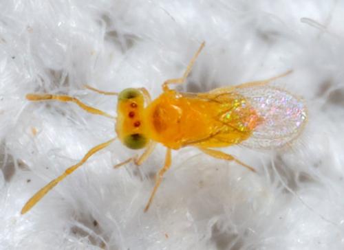 Eretmocerus sp.