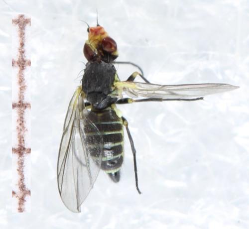 Napomyza sp.