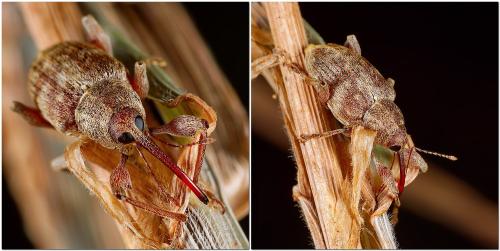 Réf. 310 374 : Curculio elephas