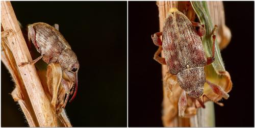 Curculio elephas