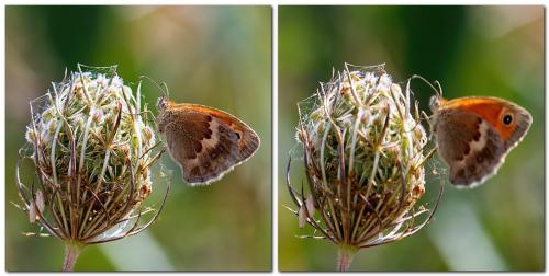 Réf. 310 442 : Coenonympha pamphilus