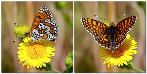 Réf. 310 521 : Melitaea cinxia