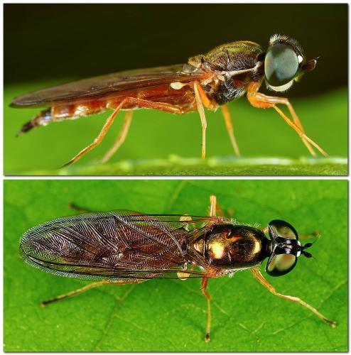Sargus bipunctatus