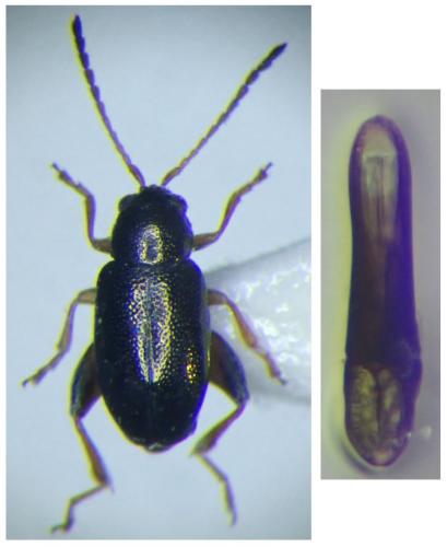Réf. 310 158 : Longitarsus aeneus