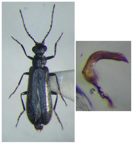 Réf. 310 768 : Dasytes subaeneus