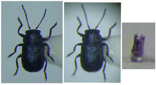 Stylosomus ilicicola