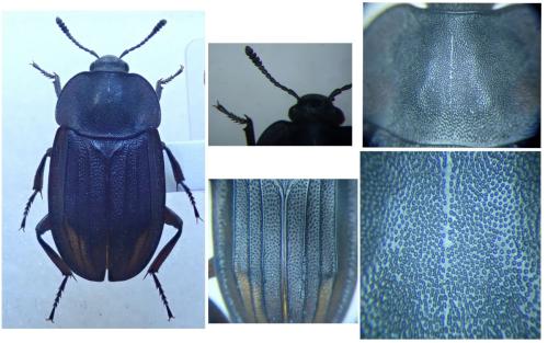 Réf. 310 546 : Silpha puncticollis