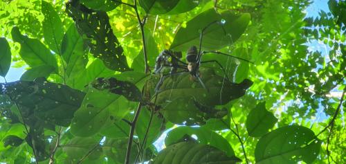 Nephila pilipes