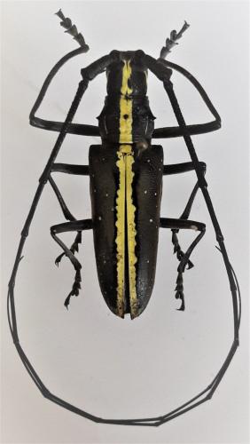 Taeniotes relucens