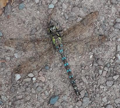 Aeshna cyanea