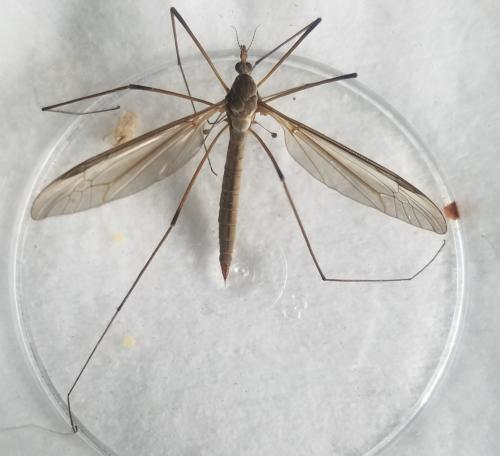 Tipula oleracea