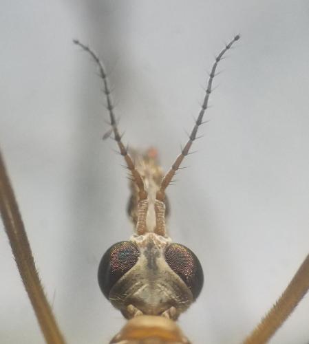 Tipula oleracea