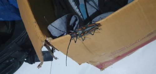 Réf. 310 701 : Batocera rosenbergi