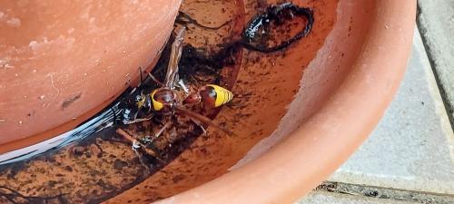 Delta unguiculatum