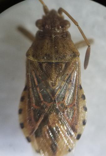 Réf. 310 756 : Stictopleurus abutilon