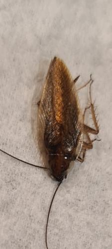 Réf. 310 812 : Ectobius sp.