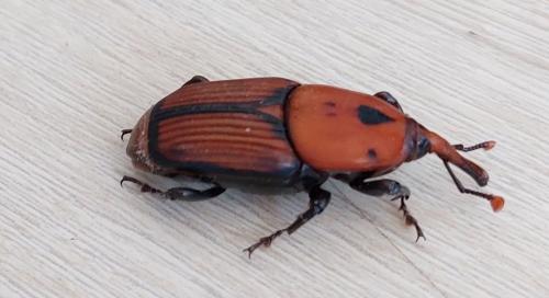 Rhynchophorus ferrugineus