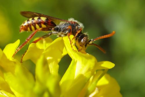Réf. 310 477 : Nomada sp.