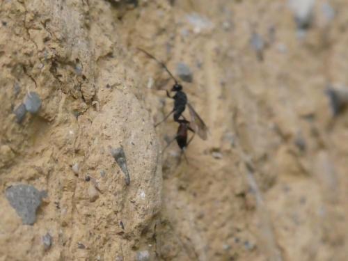 Cryptinae