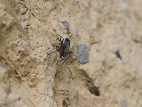 Réf. 310 805 : Cryptinae inconnu