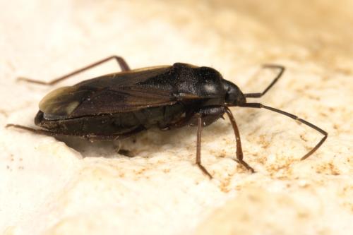 Réf. 310 014 : Eremocoris fenestratus