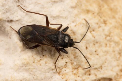 Réf. 310 013 : Eremocoris fenestratus