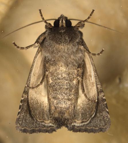 Réf. 310 321 : Thalpophila matura