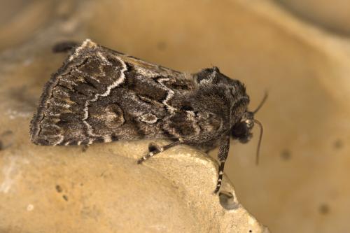 Réf. 310 320 : Thalpophila matura