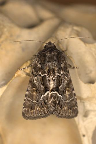 Réf. 310 319 : Thalpophila matura