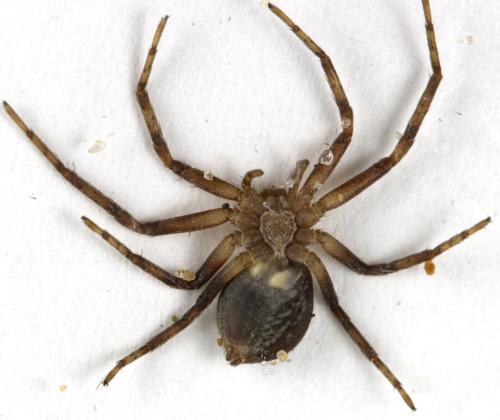Réf. 310 895 : Philodromus sp.