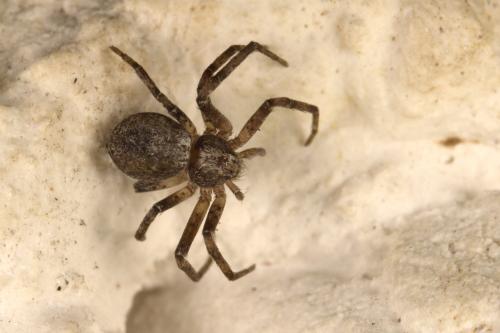 Réf. 310 893 : Philodromus sp.