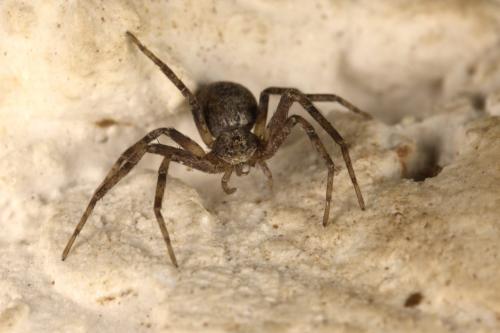 Réf. 310 894 : Philodromus sp.