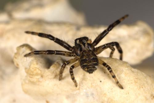 Xysticus sp.