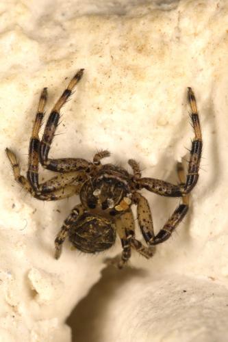 Xysticus sp.