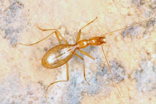 Aphaenops michaeli