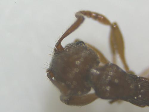 Réf. 310 418 : Myrmica sp.