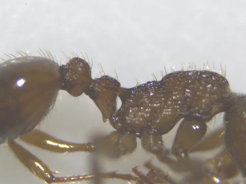 Réf. 310 417 : Myrmica sp.