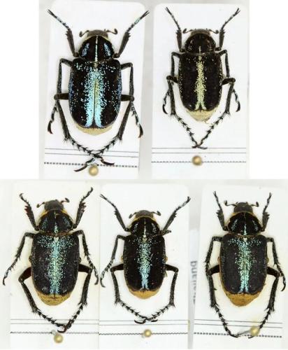 Réf. 310 016 : Ectinohoplia sp.