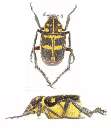 Ectinohoplia sp.