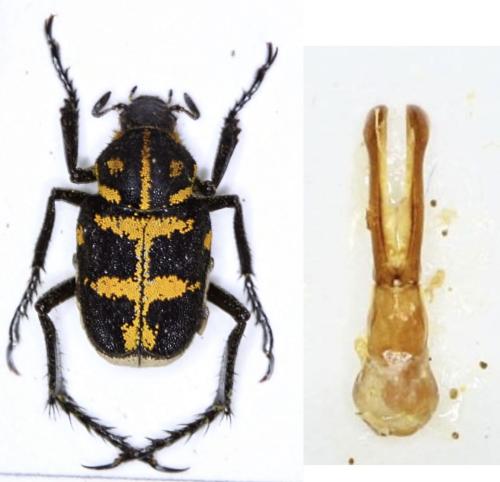 Ectinohoplia sp.