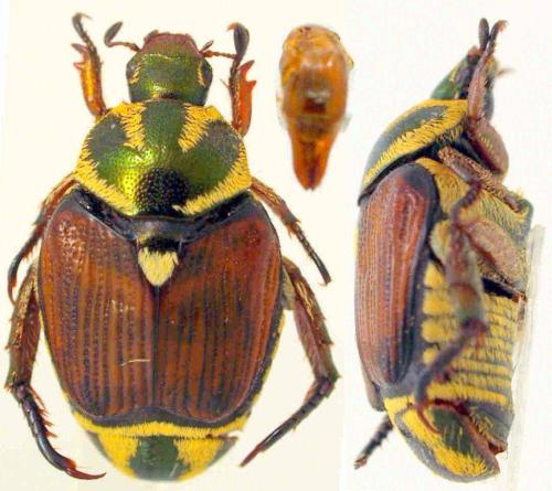 Malaia sp.